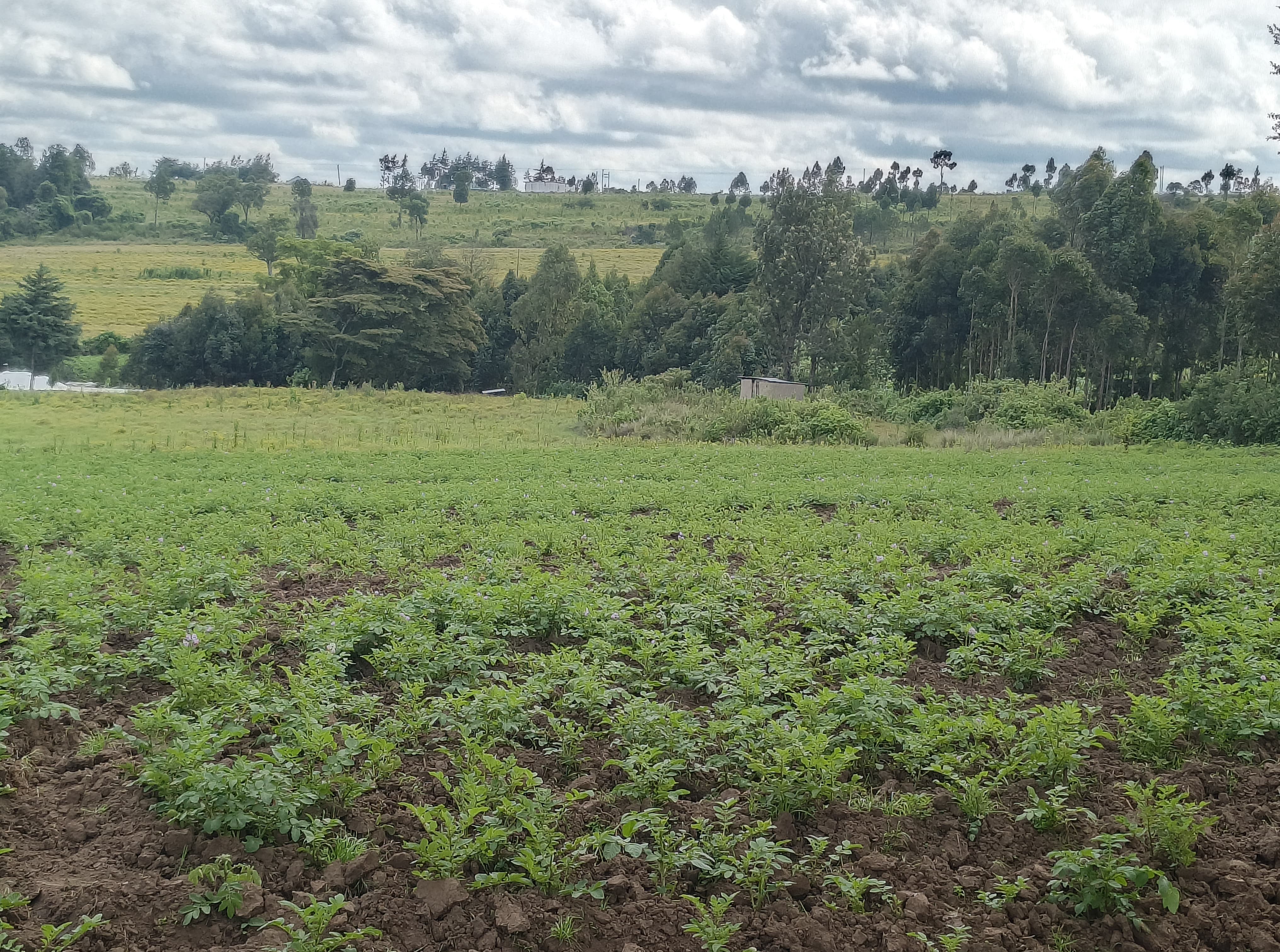 Orengitok land thumbnail 3